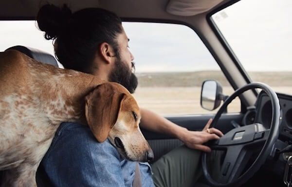 Dog and Man in car